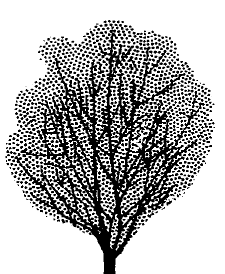 Kunzea ericoides (PLUG grown)