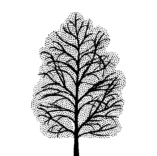 Acacia dealbata (PLUG grown)