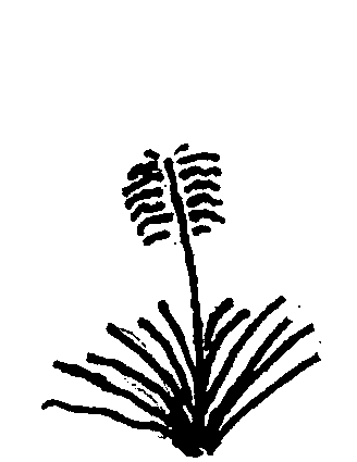 Chionochloa conspicua (PLUG grown)