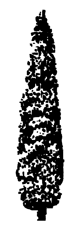 Thuja occidentalis fastigiata