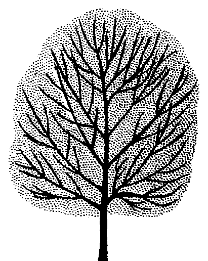 Fraxinus angustifolia (syn. F. oxycarpa)
