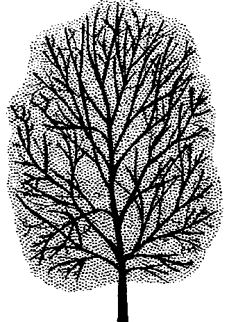 Fraxinus chinensis subsp. rhynchophylla