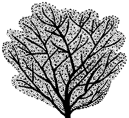 Morus nigra (PLUG grown)