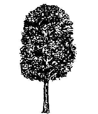 Prumnopitys taxifolia (OG grown)
