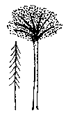 Pseudopanax ferox (PLUG grown)