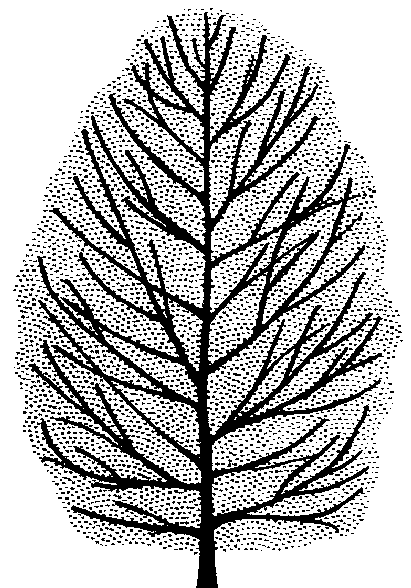 Quercus afares (OG grown)