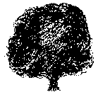 Quercus affinis (PLUG grown)