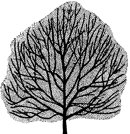 Quercus rubra