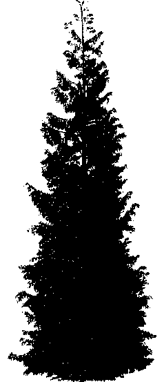 Thuja plicata (PLUG grown)